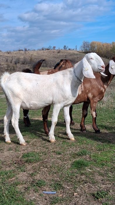 Vând capre Anglo Nubiene cu Pedigree