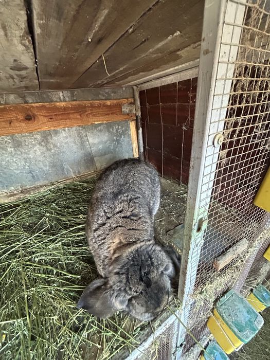 Iepuroi berbec german