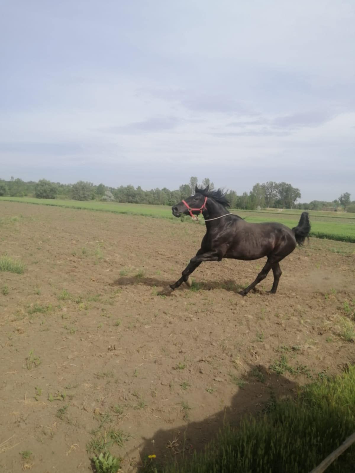 Cal Frizian (castrat) ,Iapa  Nostar Furios