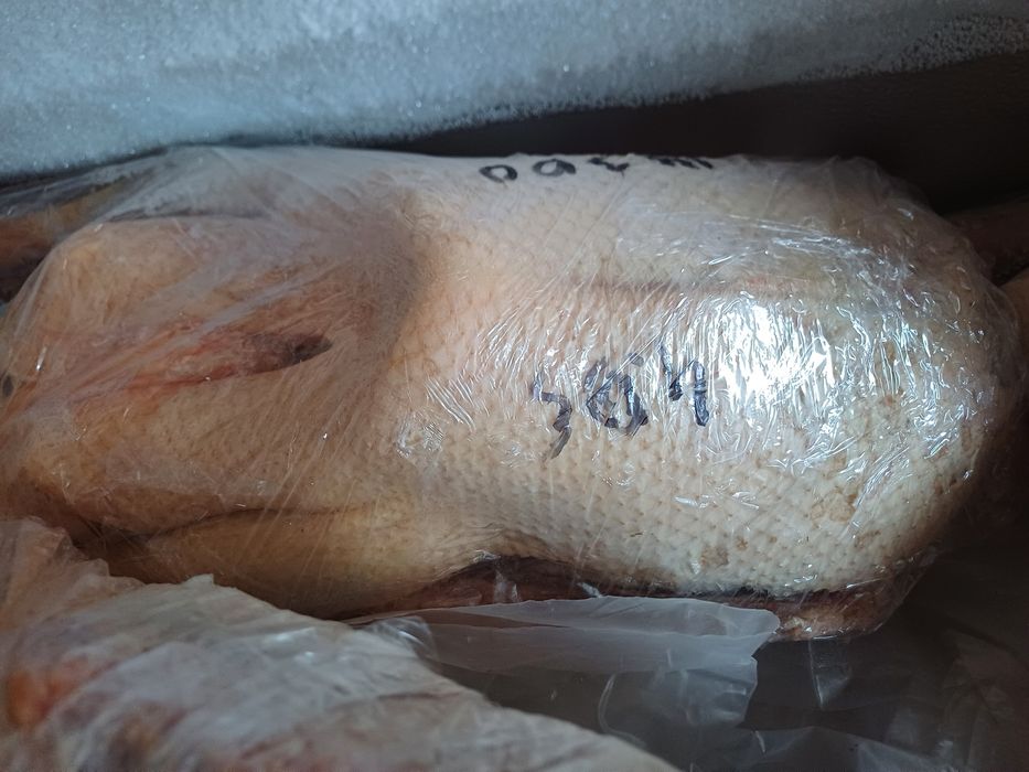 Продам гусей 2700 за кг