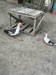 Vand rate, ratuste mute