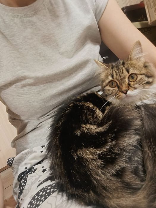 Котенок ищет хозяев