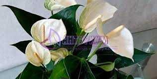 Антуриум Намора (Namora)