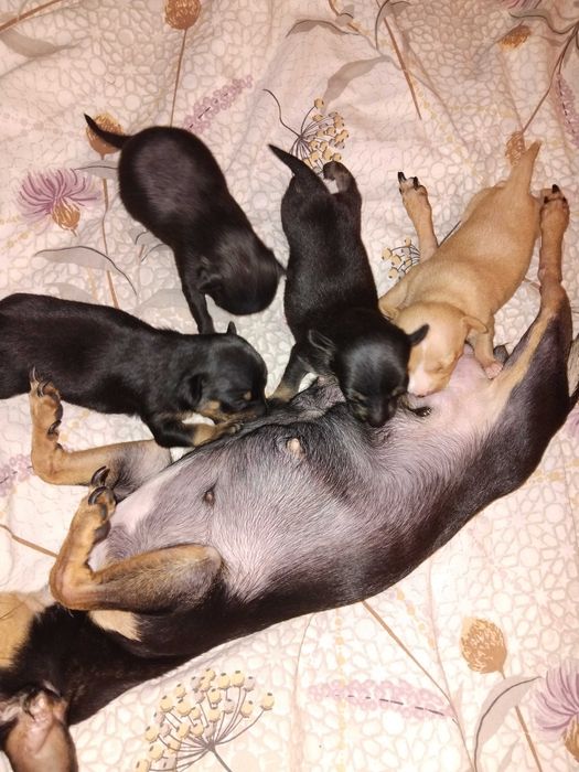 Чистокръвни мини пинчери