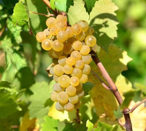 Struguri pentru vin