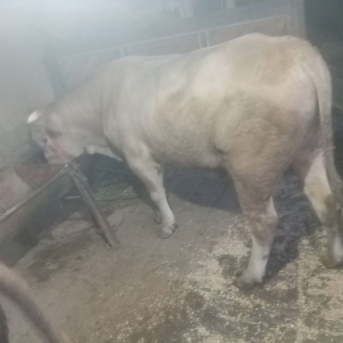 Жондор калсо олдида