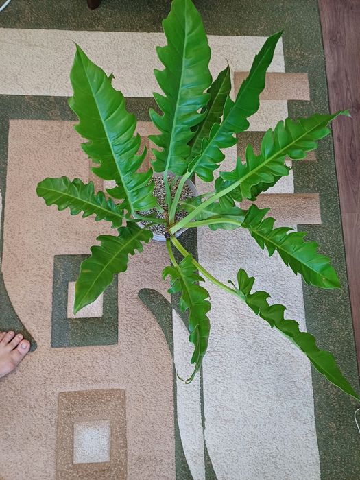 Красивые комнатные цветы