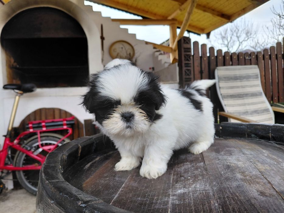 Pui shih tzu Panda Line