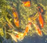 Pesti ornamentali, crapi koi, cega albă, carași
