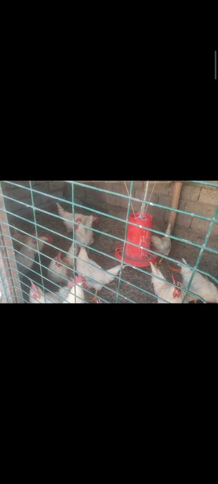 Жайдари Уй хурозлари тозалаб берамиз