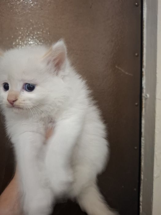Отдам котят в хорошие руки