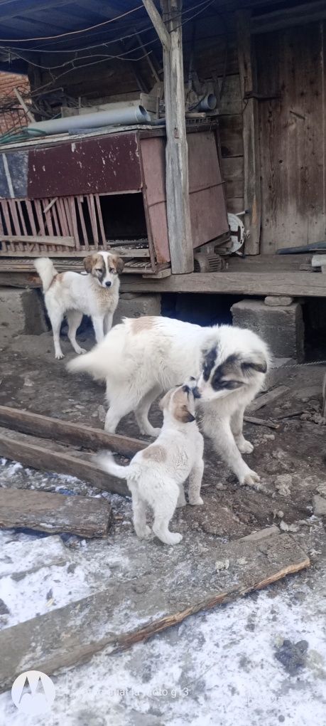 Vând oi și berbecii