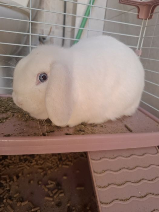 Декоротивный кролик