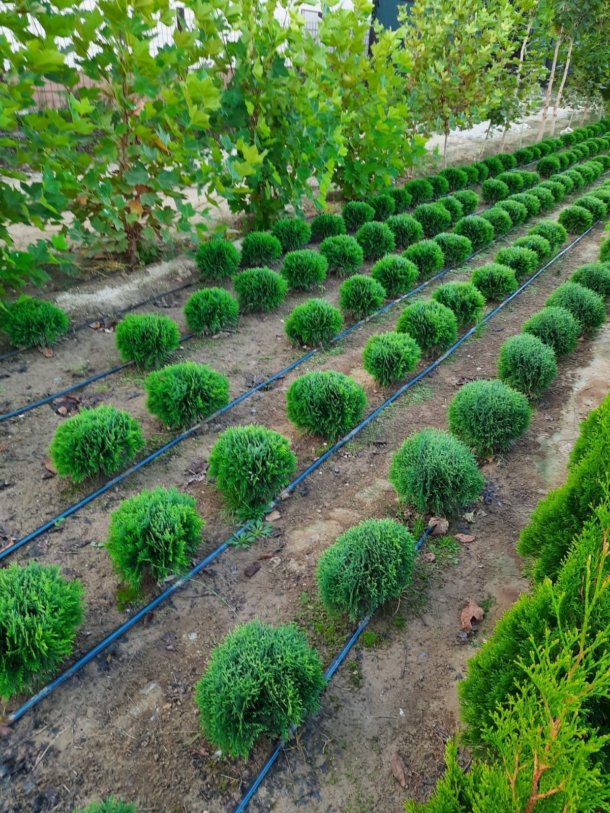 Tuia, plante ornamentale, preț de producător