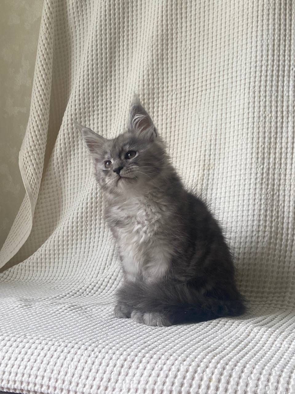 Котята мейн-кун полидакт