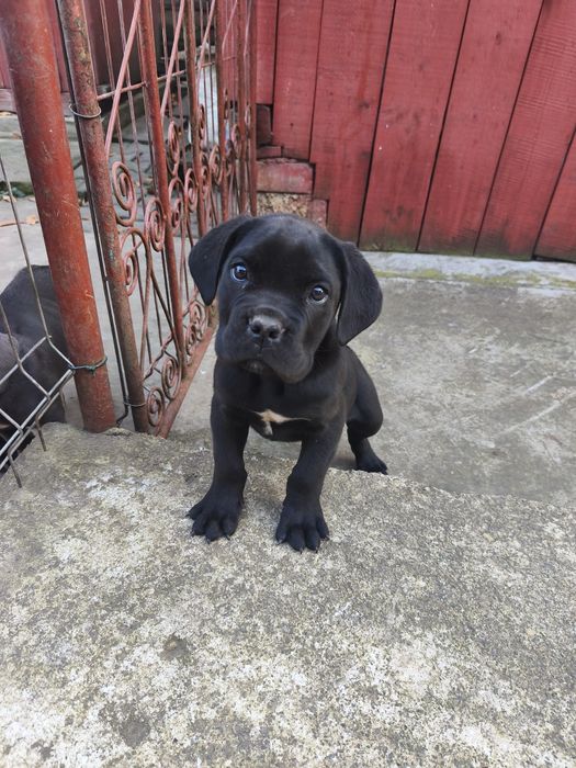 Cane corso Italiano