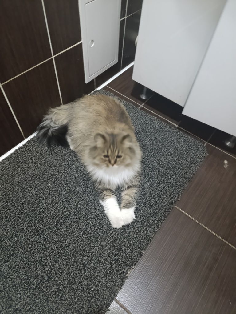 Отдам бесплатно шотландскую кошку