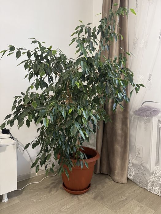 комнатные растения