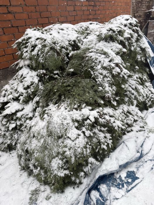 Лапник пихта банч пихтовый веник пихтовый