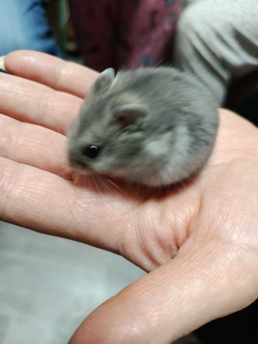 продажа маленького хомячка