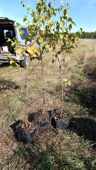 Саженцы березы в тубах высота 1.4-1.8м