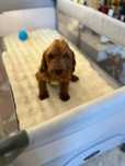 Pui Cavapol 2 luni