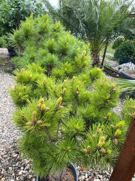 Conifere la ghiveci plantare în orice perioada a anului