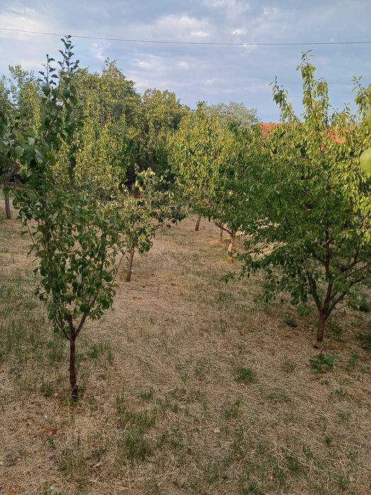 Teren intravilan de vânzare.