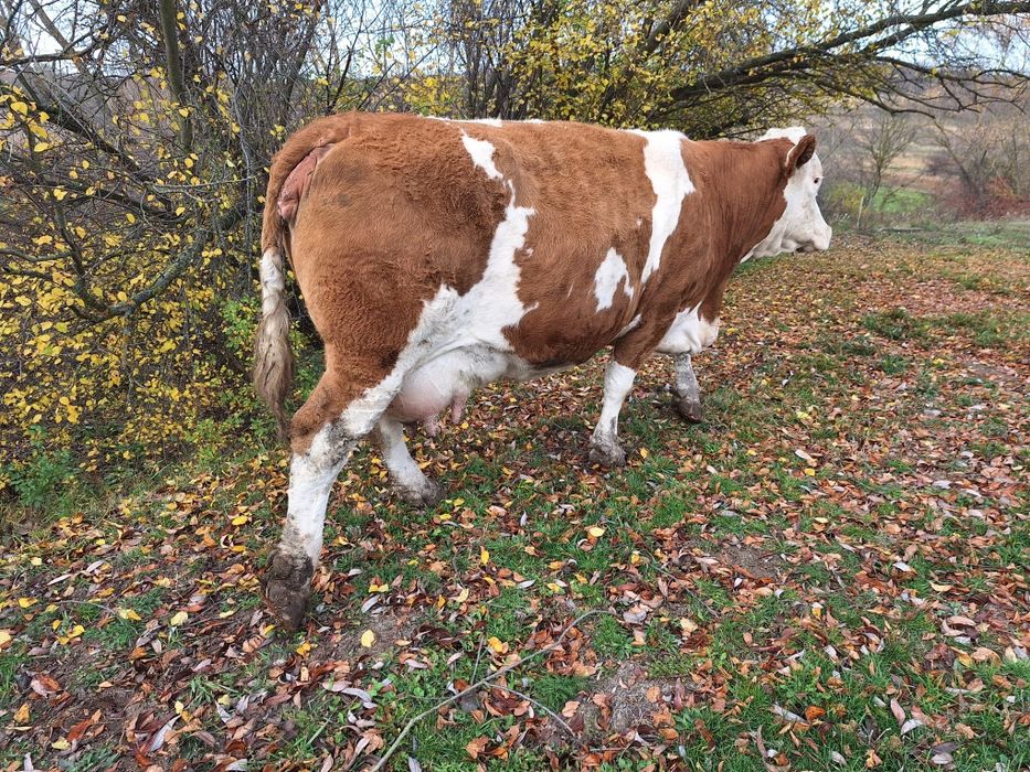 Vand doua vaci fatate recent