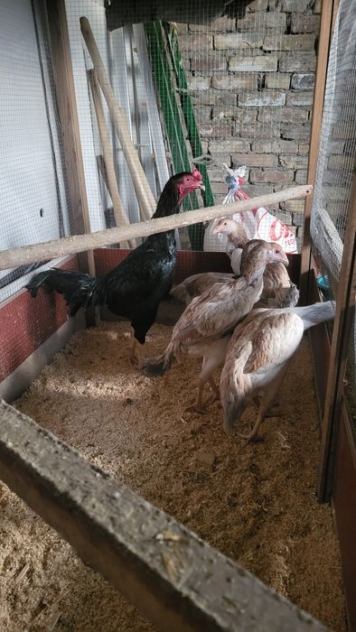 Срочно продаётся здоровые куры