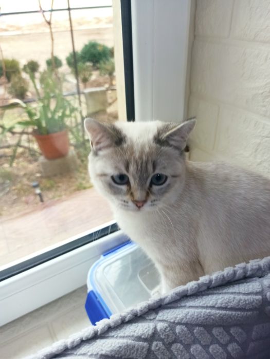 Британская кошка четырех месячная