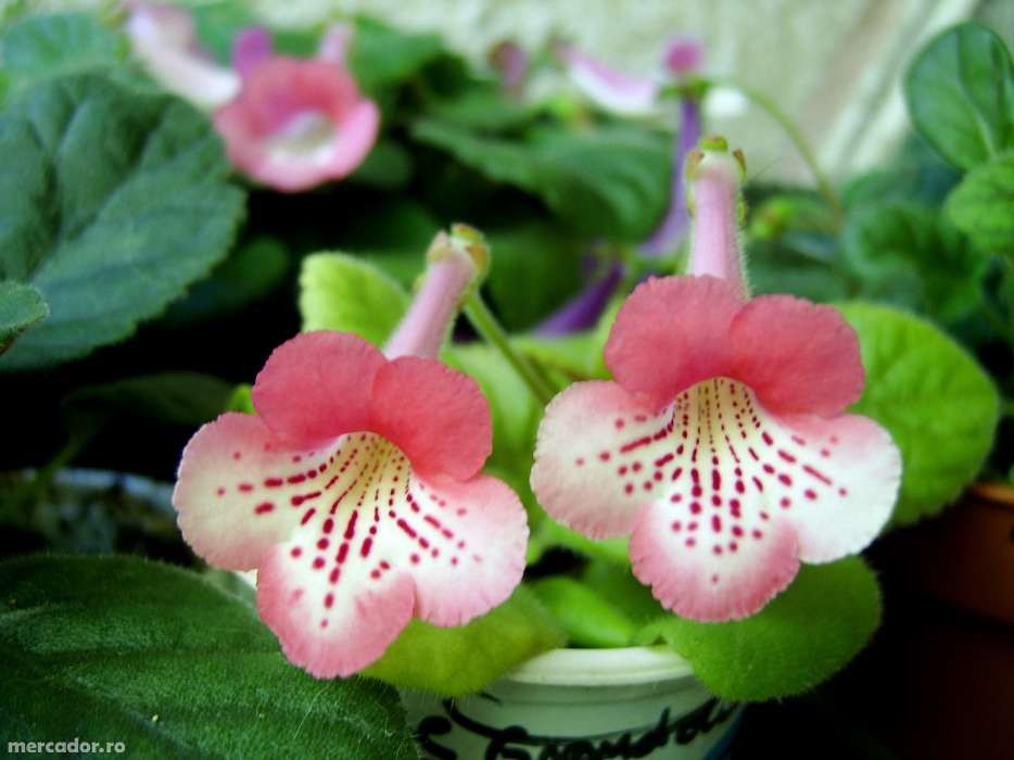 mini gloxinia- 10 bulbi culori mixte 95Ron /set posta inclusa,.