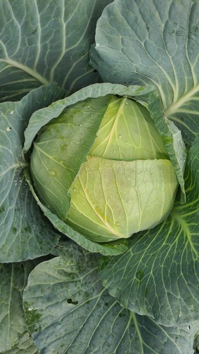 Descriere
Varza de vânzare la Halmeu!