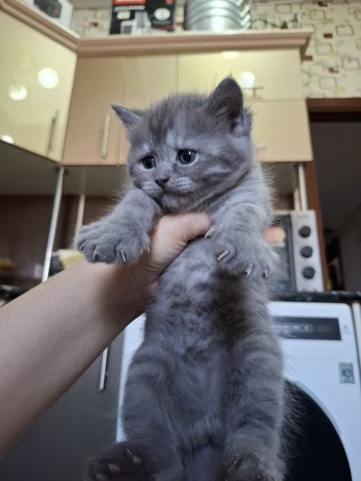 Мушуларимз сотилади