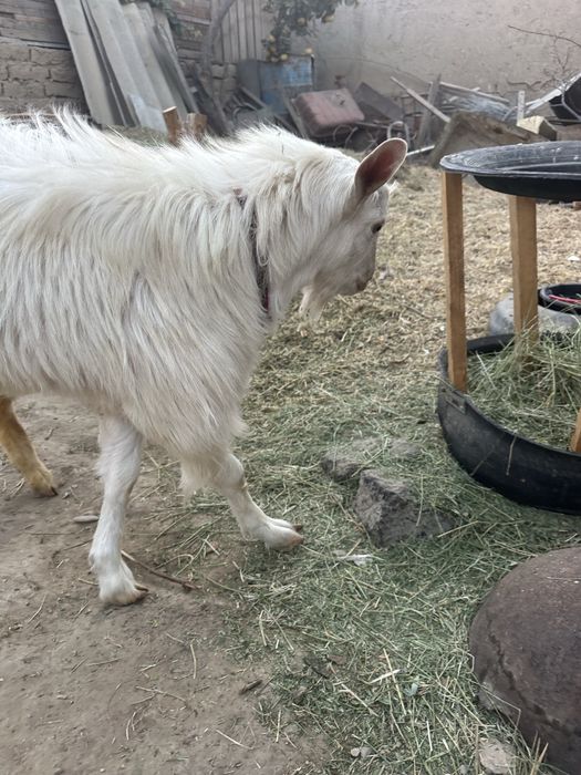 зоддор така ва ургочиси сотилади Занинский парода 4 млндан келишамиз