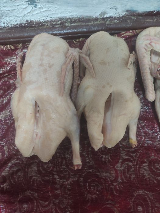 Продам гусей порода крупно серые