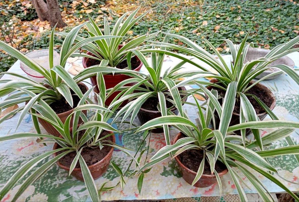 Хлорофитум и аглаонема