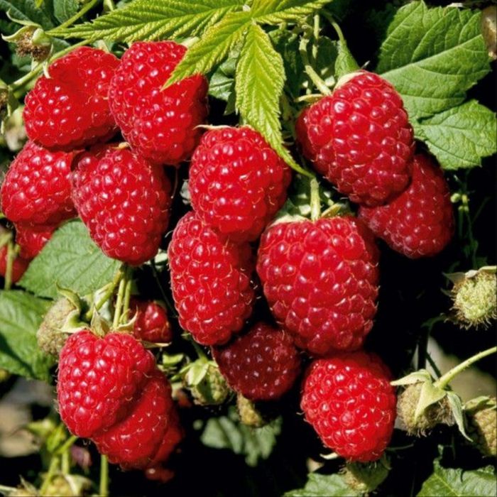 Butasi Mur&Zmeur&Afin