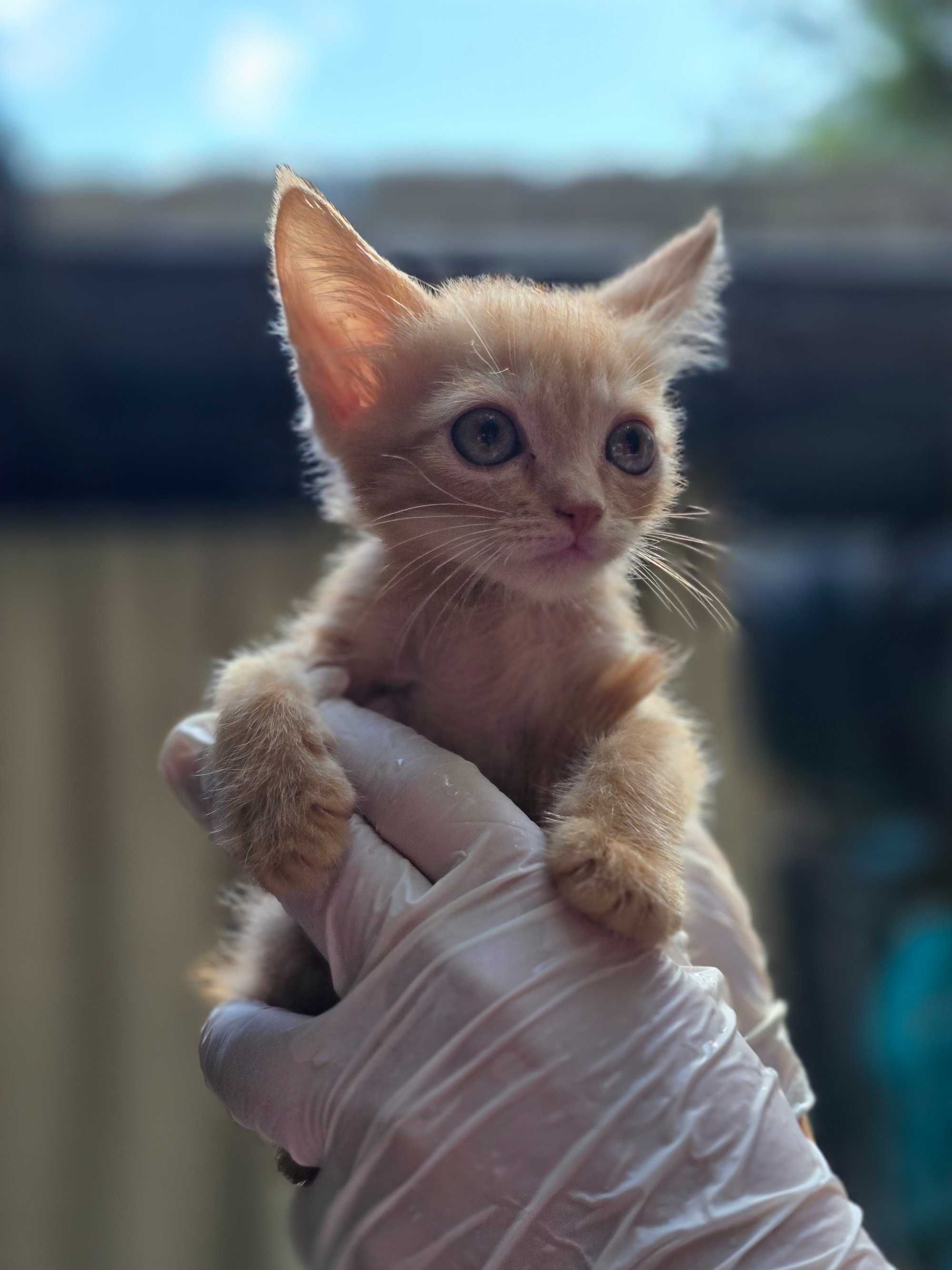 Рыжие котята, 1-2 месяца