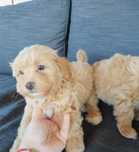 Shih-poo dogs/mini poodle