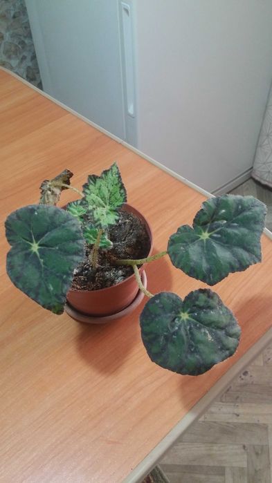 Бегония Бауэра тигровая