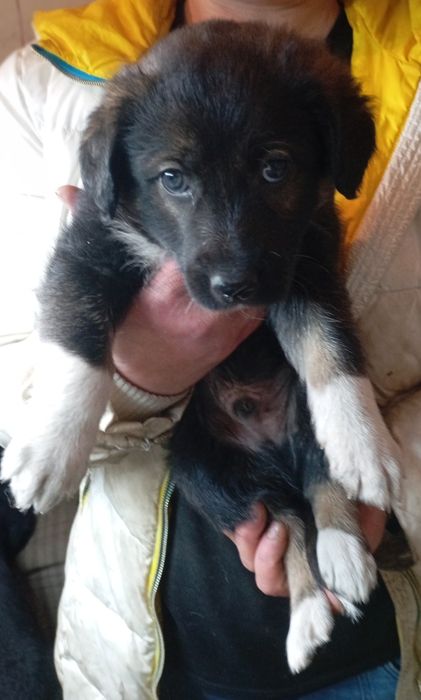 Отдадим в хорошие руки красивых щенков