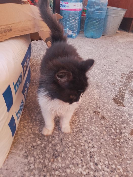 Подарявам котета