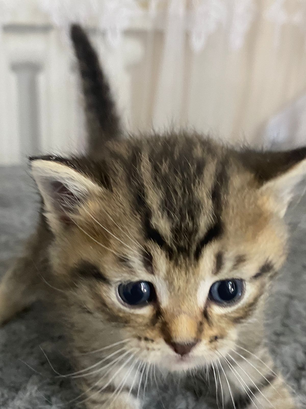 котенеи шотланские