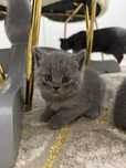 British shorthair blue piuiut