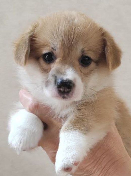 Щенки Вельш Корги Пемброк