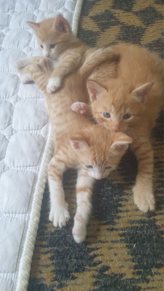 Домашный котенок