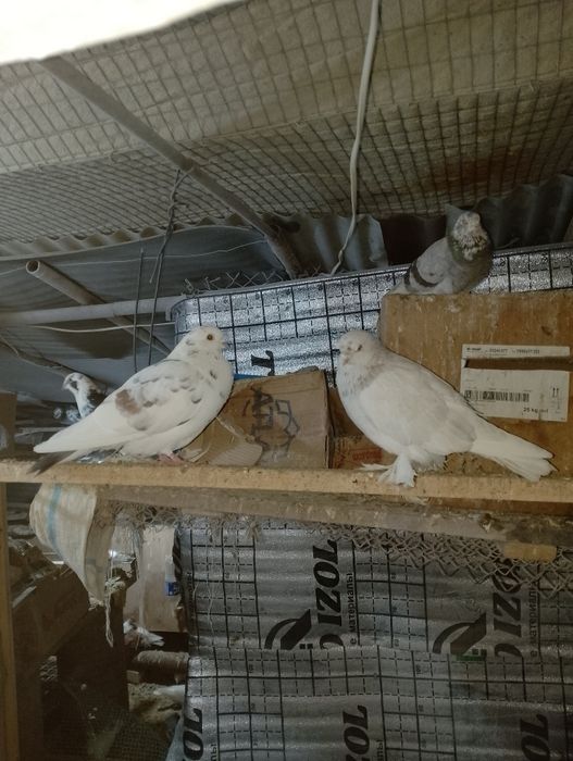 Кабутар сотилади