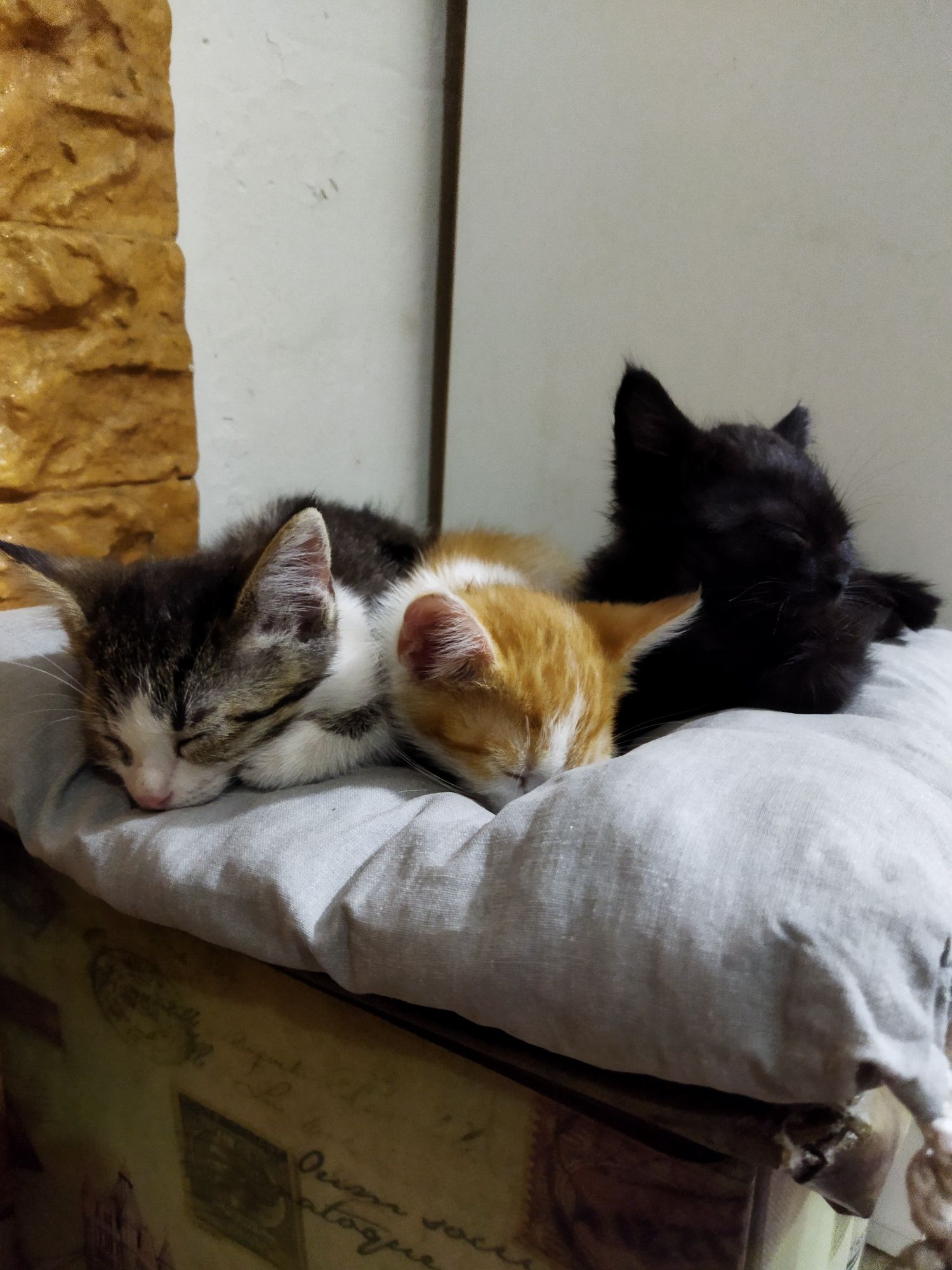Котята ищут любящие семьи