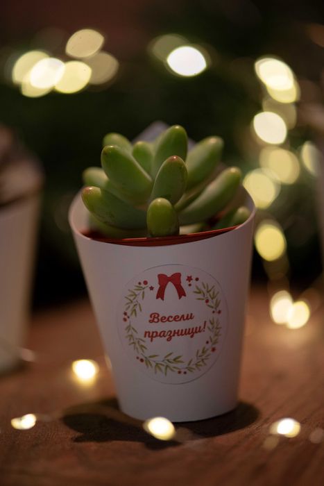 живи подаръци с цветя